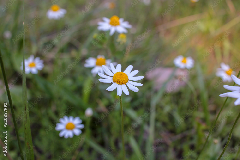 little and humble wild flowers in the grass little and humble wild flowers in the grass