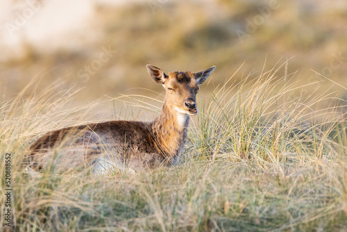 sitting roe deer in the early evening in the Netherlands in a park near the town of Zandvoort. This species is a widespread even-toed ungulate from the deer family. © Petr