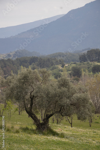 a beautiful landscape with trees, lush grass and mountains stretching in the back