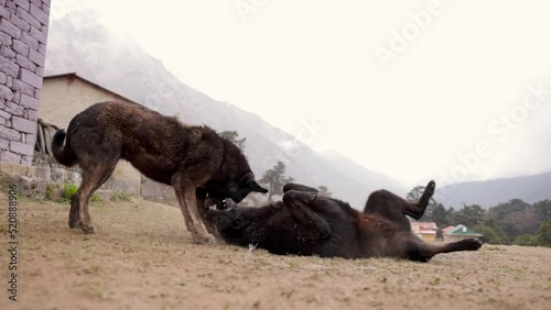 two dogs play fighting in slowmotion shot with canon eos r5 in Nepal himalayas mountain temple mount everest basecamp trek monastery photo