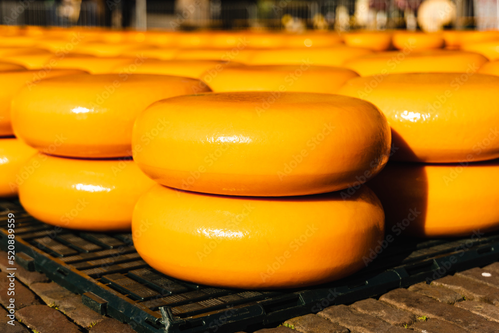 Eidam and Gouda cheeses grown at the Alkmaar cheese market. Stacked