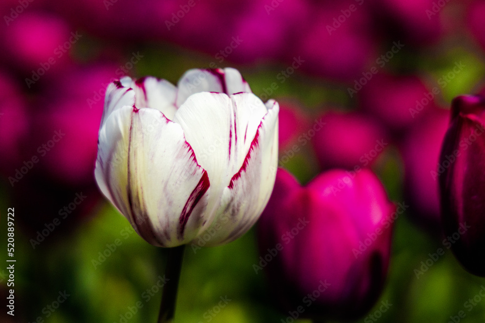 Fototapeta premium blooming isolated white-purple tulip in a field of purple tulips on a tulip farm in northern Holland near the city of Alkmaar. Tulips always bloom in April and early May.