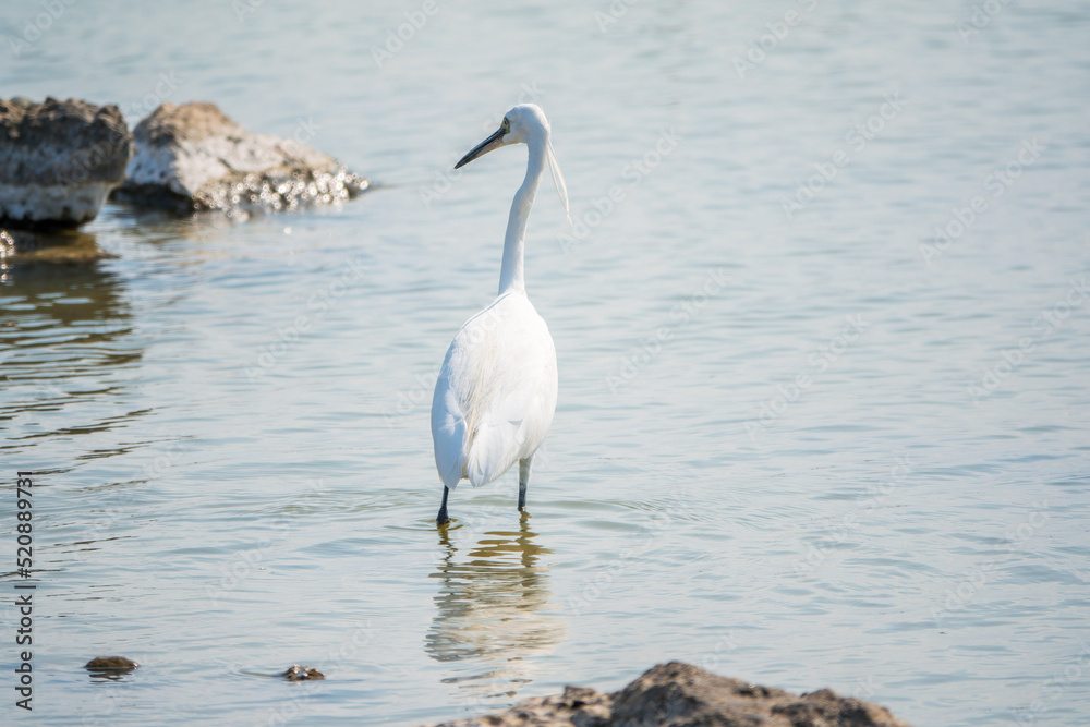 The small white heron or Little egret stands in the lake The small white heron or Little egret stands in the lake