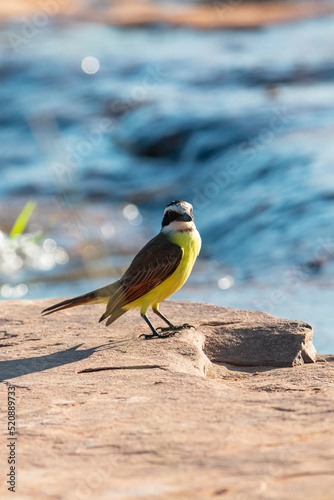 Bird of the Brazilian fauna, native to the São Francisco River.