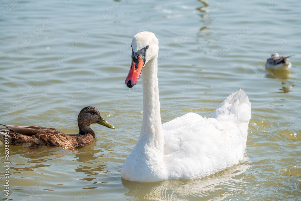 Graceful white Swan swimming in the lake, swans in the wild. Portrait of a white swan swimming on a lake. Graceful white Swan swimming in the lake, swans in the wild. Portrait of a white swan swimming on a lake.