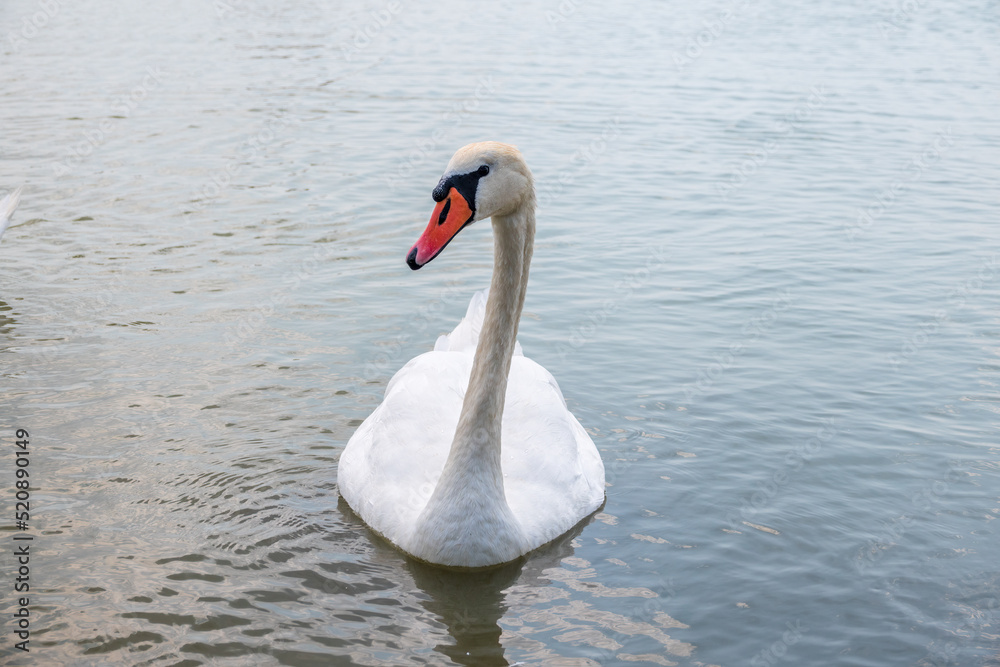 Graceful white Swan swimming in the lake, swans in the wild. Portrait of a white swan swimming on a lake. Graceful white Swan swimming in the lake, swans in the wild. Portrait of a white swan swimming on a lake.