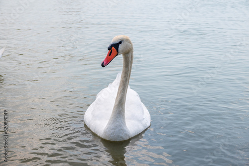Graceful white Swan swimming in the lake  swans in the wild. Portrait of a white swan swimming on a lake.