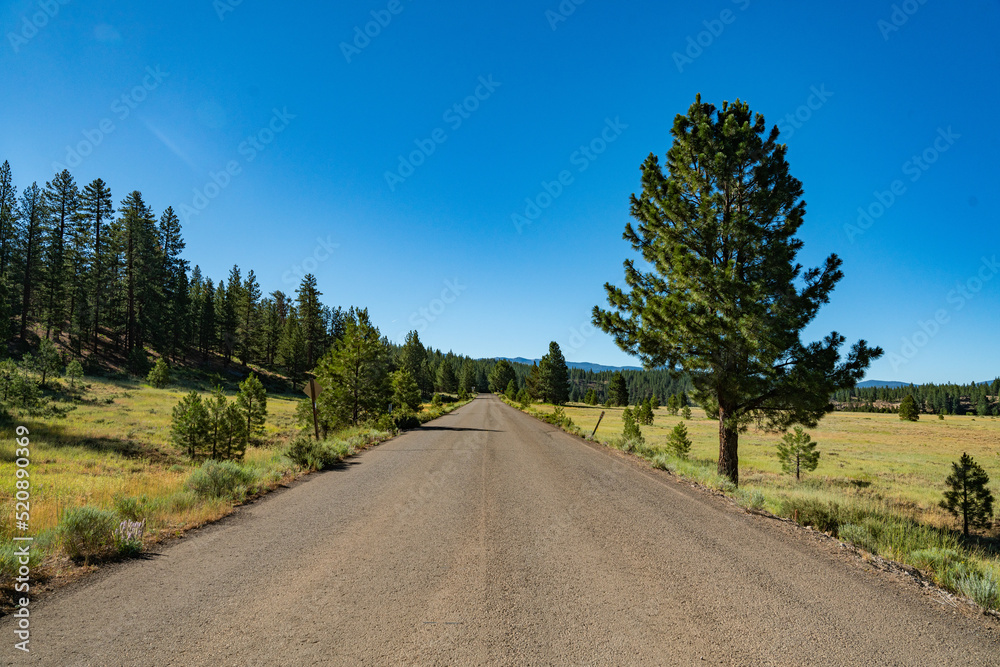 Empty Road through the Pine Trees Empty Road through the Pine Trees