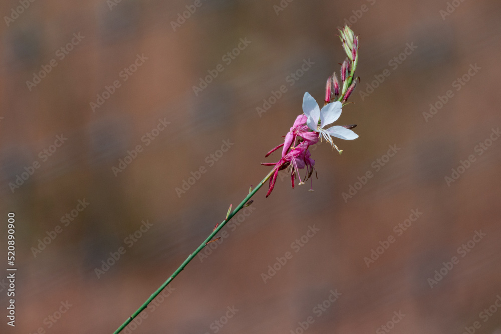 Lindheimer's Beeblossom (Oenothera Lindheimeri, White Gaura, Butterfly Gaura, Clockweed, Indian Feather) In The Wind With blurred Background. Space for text