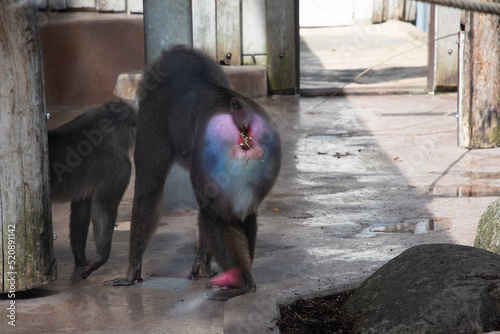 colorful mandril dril monkey with a black muzzle and a blue-pink rainbow booty photo