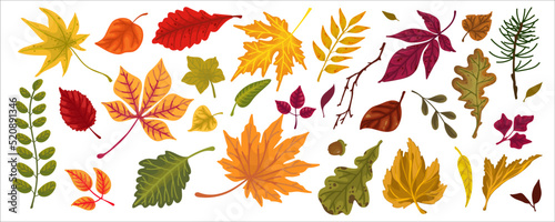 Collection of colorful autumn leaves. Cartoon vector graphics.
