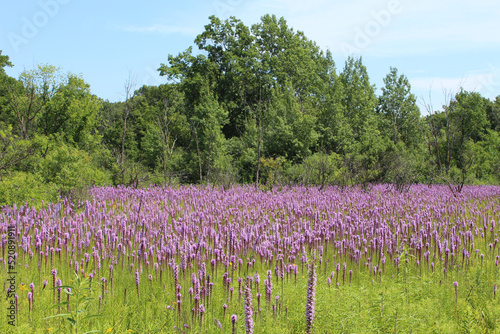 Meadow at Camp Pine Woods in Des Plaines, Illinois dominated by prairie blazing star wildflowers photo