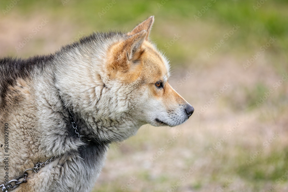 Obraz premium Close up of white and brown wild sled dog in Sisimiut, Greenland on 16 July 2022
