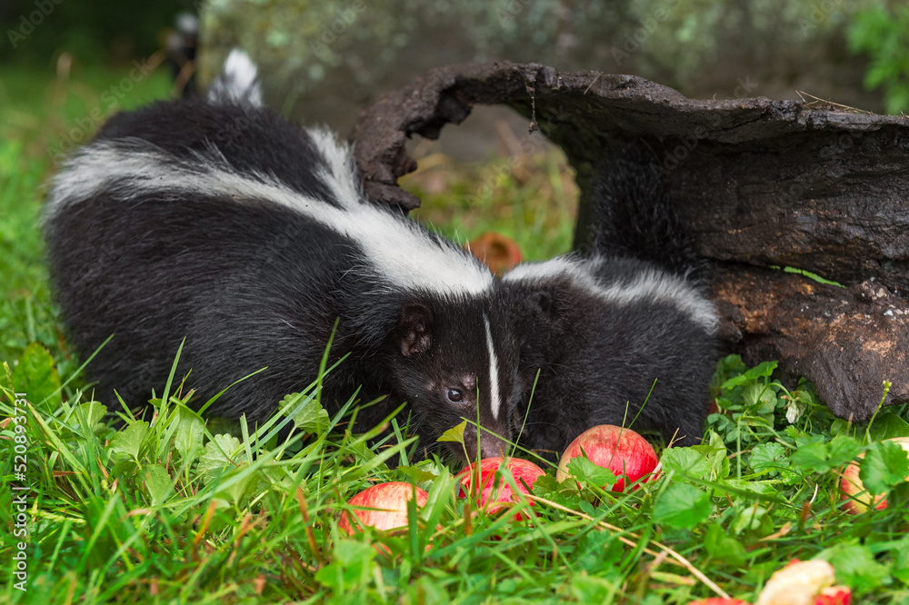 Striped Skunk (Mephitis mephitis) Adult and Kit Come Together to Sniff in Grass Summer Striped Skunk (Mephitis mephitis) Adult and Kit Come Together to Sniff in Grass Summer