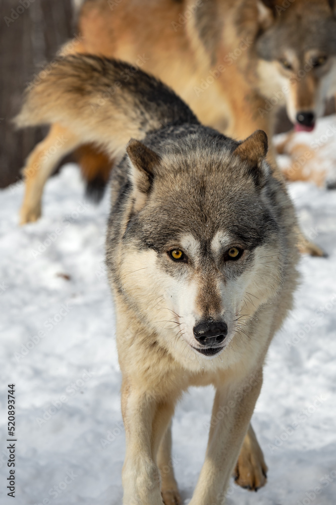 Grey Wolf (Canis lupus) Walks Away From Rest of Pack Winter