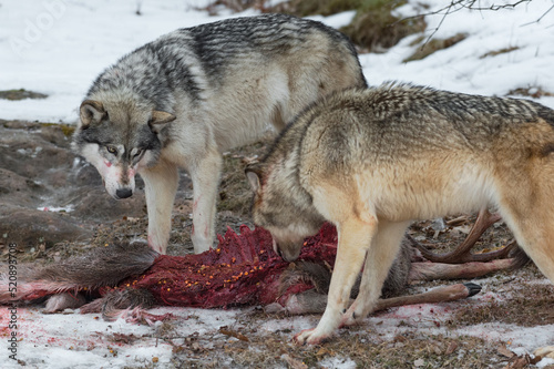 Grey Wolf (Canis lupus) Watches Second Sniff at Ribs of Deer Carcass Winter © hkuchera