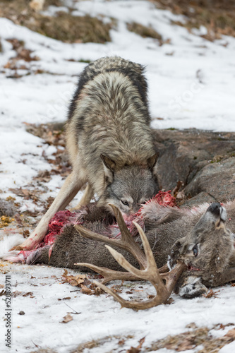 Grey Wolf  Canis lupus  Noses Into Deer Carcass Winter