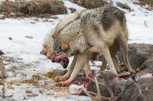 Obraz na płótnie Grey Wolves (Canis lupus) Go Head to Head Near Deer Carcass Winter w salonie