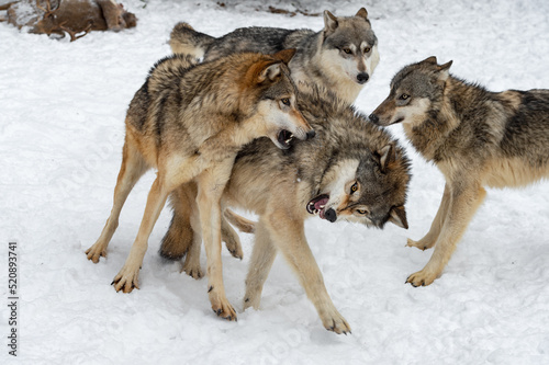 Grey Wolves  Canis lupus  Snap and Snarl at Each Other Winter