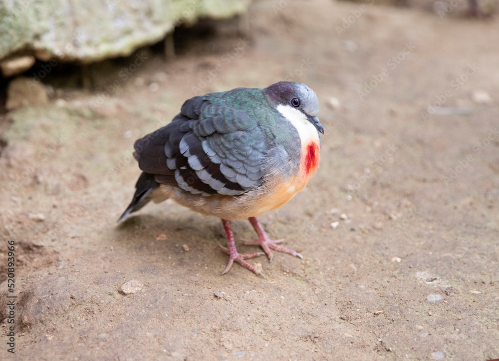The Luzon blood-breasted chicken dove is an exotic bird. ball shaped bird The Luzon blood-breasted chicken dove is an exotic bird. ball shaped bird