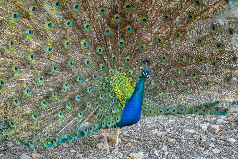 Obraz premium Peacock with spread wings.