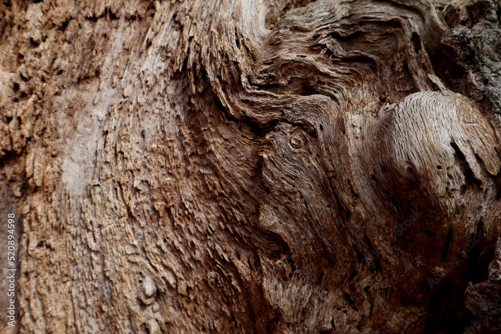 Wood Texture Wood Texture