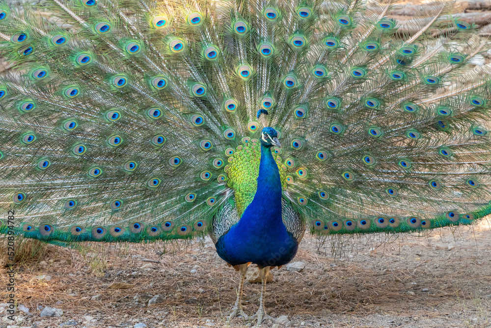 Obraz premium Peacock with spread wings in front view.