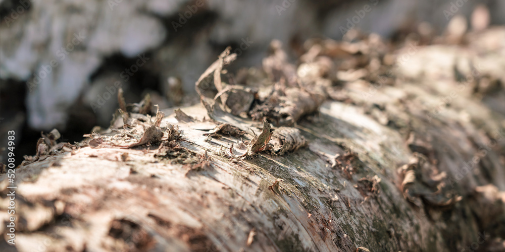 Logging birch trunk with curly bark close up. Forestry industry. Logging birch trunk with curly bark close up. Forestry industry.