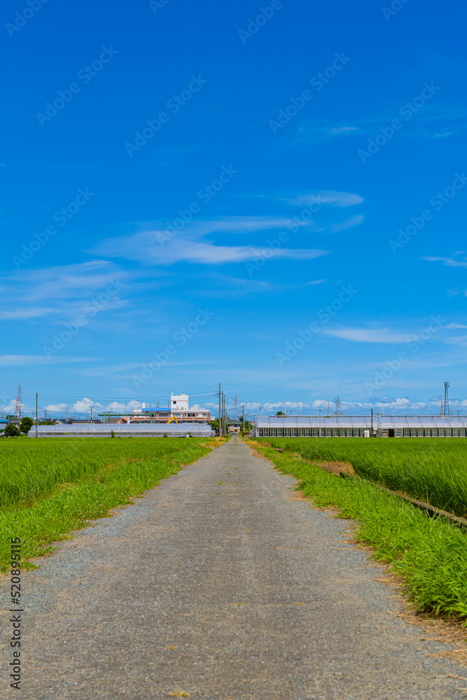 田舎の道