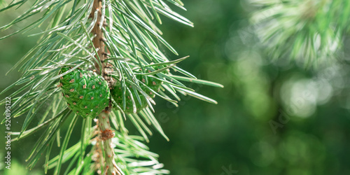 Coniferous tree that bears cones and needle like or scale like leaves that are typically evergreen