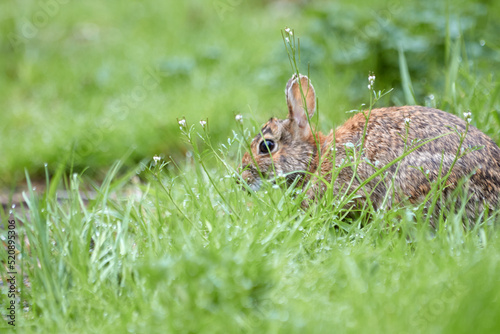 Rabbit Hiding in the Grass © couragesings