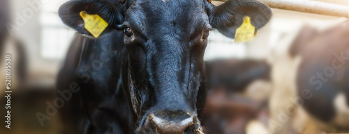 The head of a black cow, in a corral on a dairy farm.