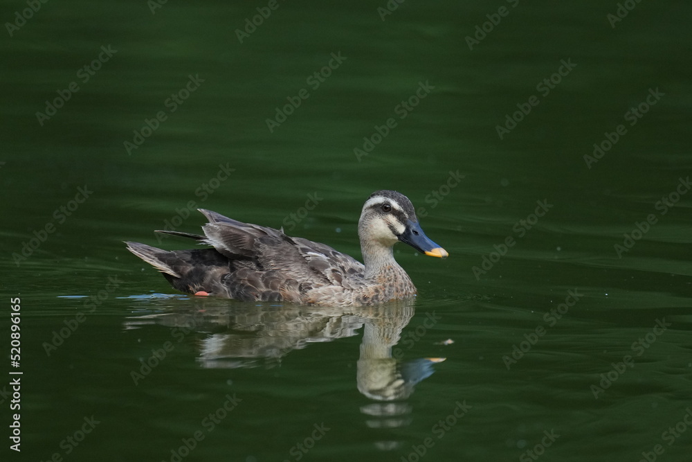 eurasian spot billed duck in a pond