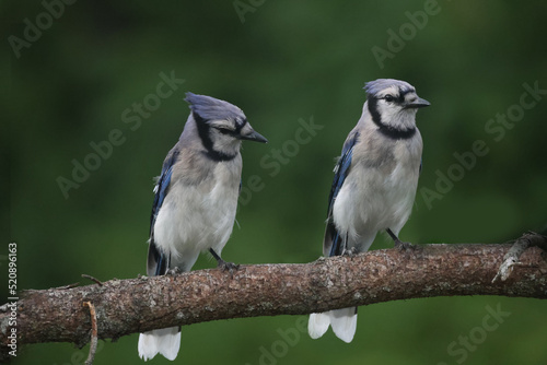 blue jay on a branch, two, interacting, on summer day with treed background © Janet