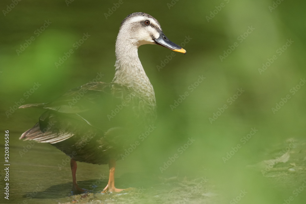 eurasian spot billed duck in a pond