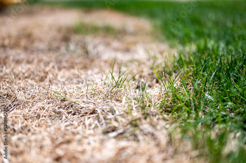 Visible distinction between healthy lawn and chemical burned grass. 