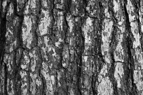 Tree bark surface texture. Black and white tree bark background, close-up. Relief texture of tree skin for publication, screensaver, wallpaper, postcard, poster, banner, cover, title for a website