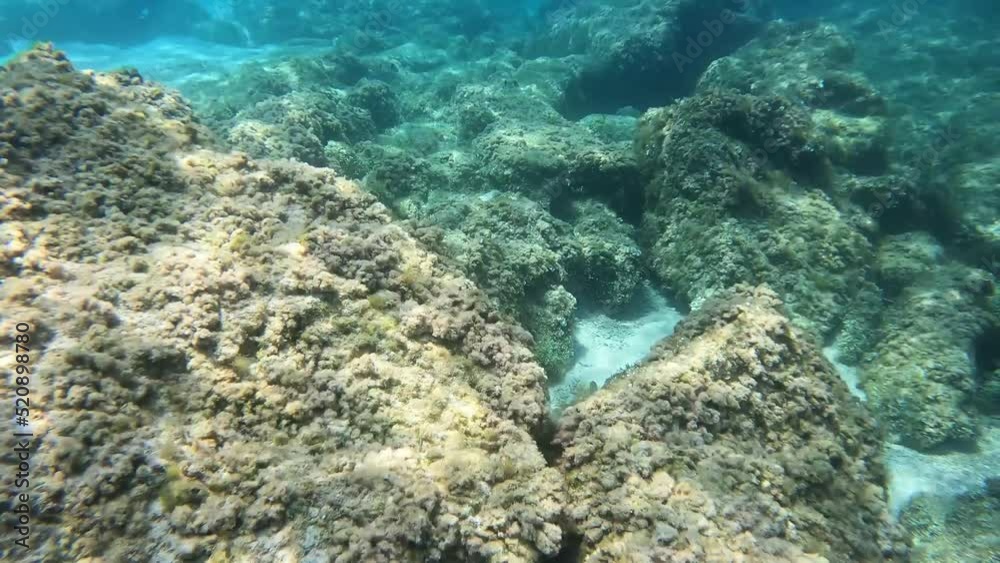A walk on the seabed. What the bottom of the Mediterranean looks like - a video with sounds A walk on the seabed. What the bottom of the Mediterranean looks like - a video with sounds