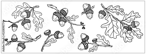 Collection of oak tree branches with leaves and acorns.Vector graphics.