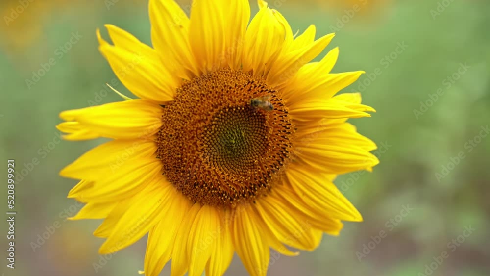 Busy bee moving slowly by the sunflower. Close up. Bee harvesting honey in the sunflower field. Blurred backdrop. Busy bee moving slowly by the sunflower. Close up. Bee harvesting honey in the sunflower field. Blurred backdrop.