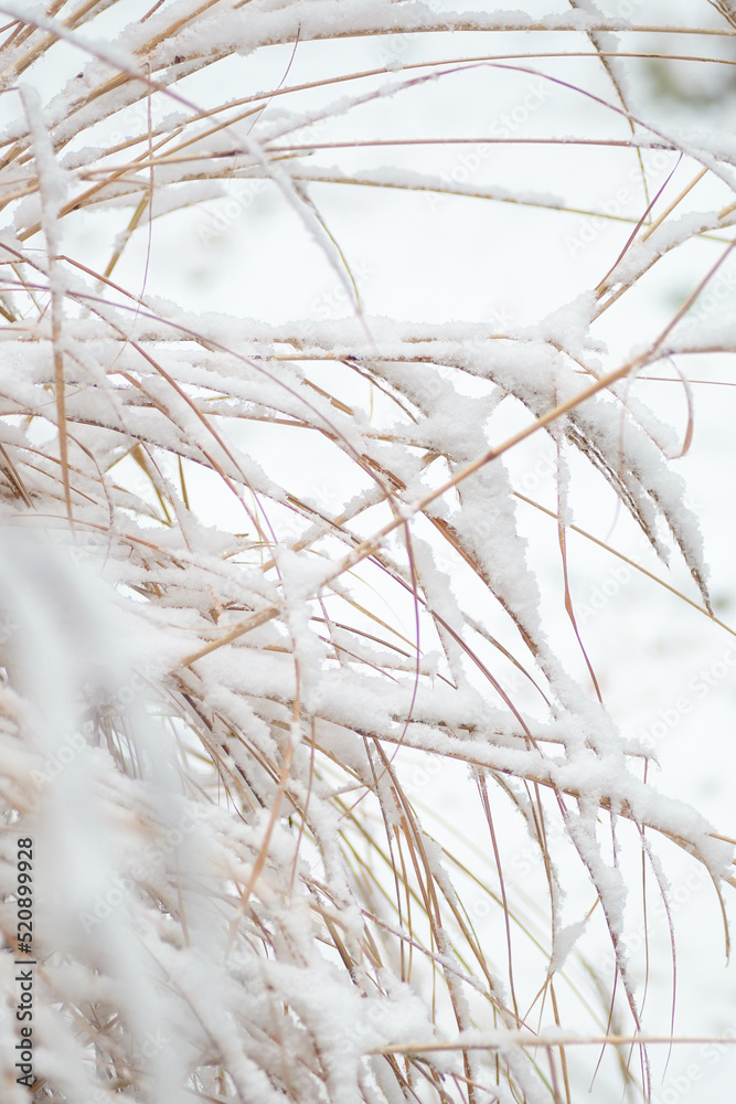 Snow on tall long dried grass in winter texture Snow on tall long dried grass in winter texture