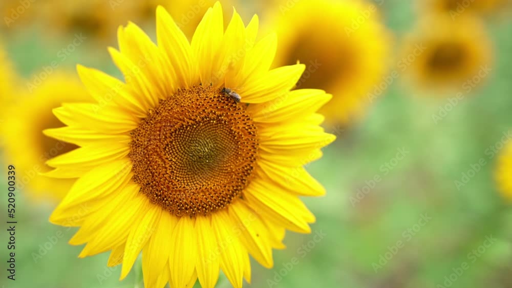 Amazing beautiful seed flower with honey insect working on its surface. Lovely blossoming flower with bee on it. Close up. Amazing beautiful seed flower with honey insect working on its surface. Lovely blossoming flower with bee on it. Close up.