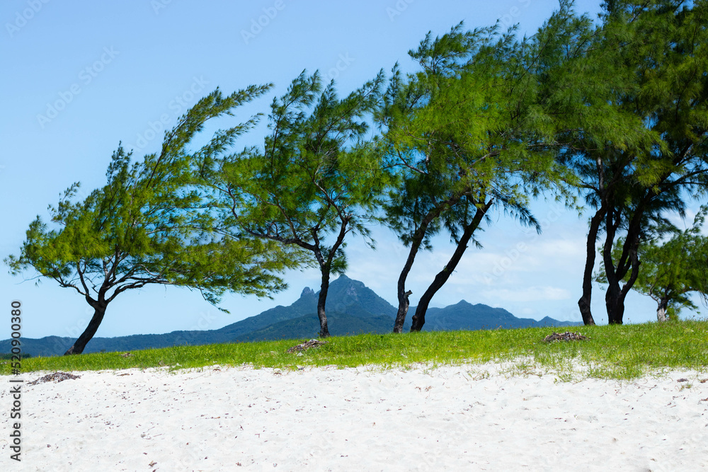 trees on the beach, Mauritius