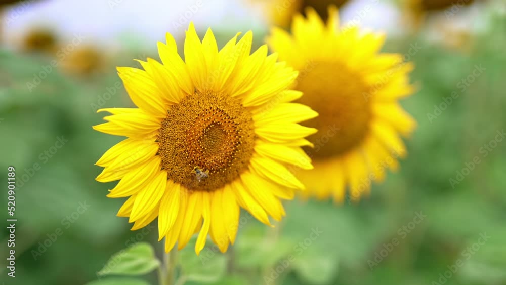 Busy bee full of pollen falling from a sunflower. Two bright blossoming flowers swaying in the wind at farmlands. Close up. Busy bee full of pollen falling from a sunflower. Two bright blossoming flowers swaying in the wind at farmlands. Close up.
