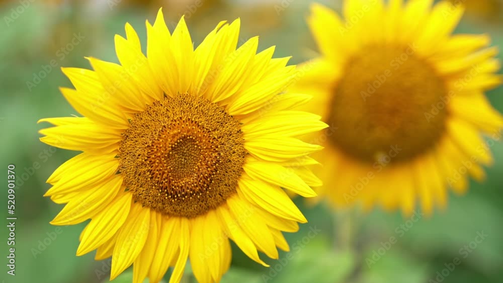 Heavy bee full of pollen flies from one seed flower to another. Beautiful bright sunflowers blossoming in summer. Close up. Heavy bee full of pollen flies from one seed flower to another. Beautiful bright sunflowers blossoming in summer. Close up.