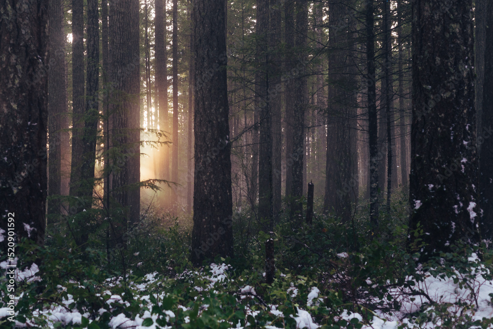 Mysterious light coming through hazy winter forest, alien or horror concept