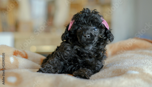The best holiday gift for a child. Love for dogs. The appearance in the family of a puppy of a black poodle.