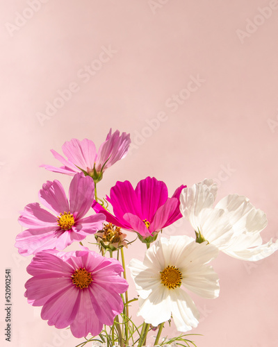 Bright pink and white flowers on pastel background. Romantic bloom concept. Minimalistic nature flat lay.