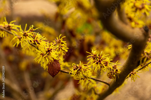 Close up of a branch of Witch Hazel flowers (Hamamelis Japonica)