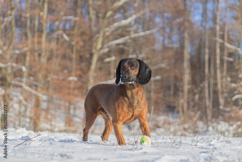 Distracted Bavarian Mountain Hound staring to the side as he is playing with a ball in the snow on a sunny winter day